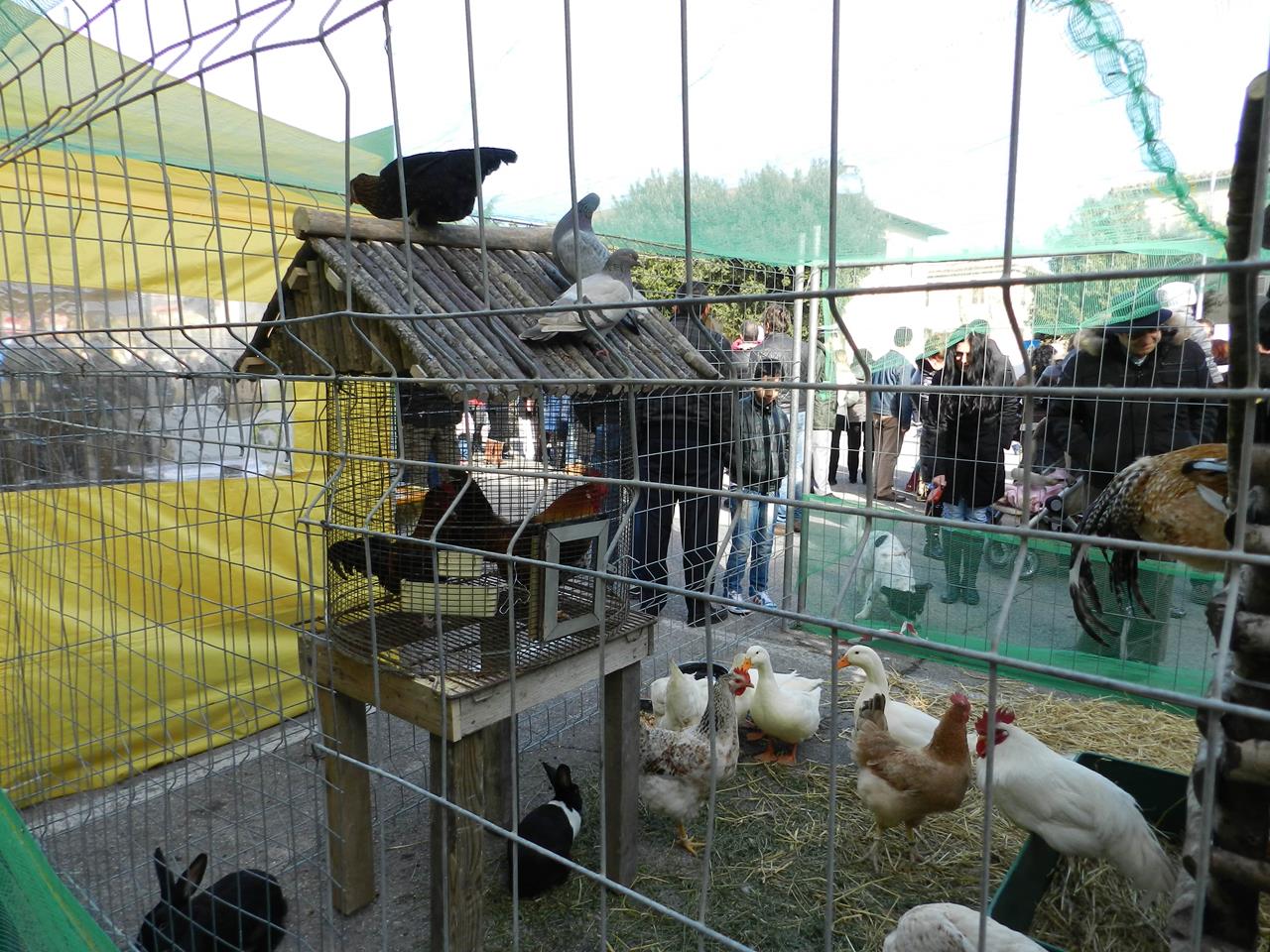 Programma XXIII Benedizione degli Animali